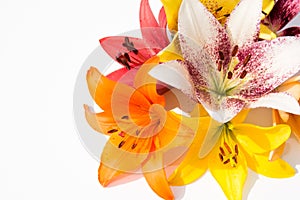 Beautiful fresh flowers. Tenderness and pleasant smell. Garden Lilies