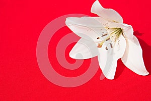 Beautiful fresh flowers. Tenderness and pleasant smell. Garden Lilies. Red background