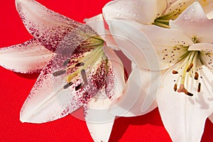 Beautiful fresh flowers. Tenderness and pleasant smell. Garden Lilies. Red background