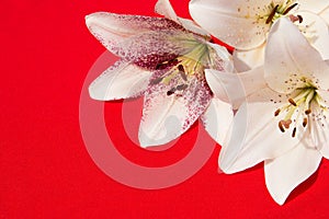 Beautiful fresh flowers. Tenderness and pleasant smell. Garden Lilies. Red background