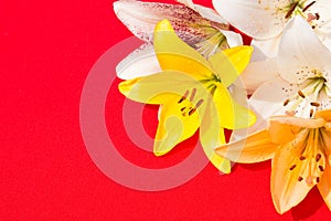 Beautiful fresh flowers. Tenderness and pleasant smell. Garden Lilies. Red background