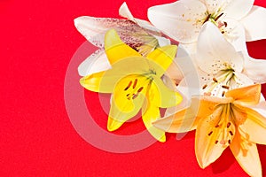 Beautiful fresh flowers. Tenderness and pleasant smell. Garden Lilies. Red background