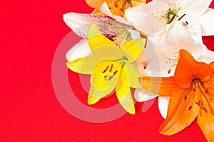 Beautiful fresh flowers. Tenderness and pleasant smell. Garden Lilies. Red background