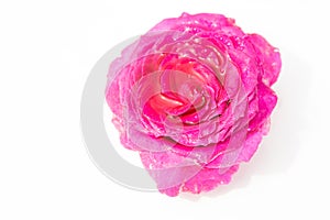 Beautiful fresh flowers. Tenderness and pleasant smell. Garden roses