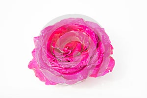 Beautiful fresh flowers. Tenderness and pleasant smell. Garden roses