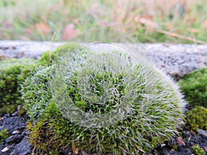 Beautiful fresh fluffy fresh green natural moss plant