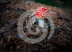 Beautiful fresh fly agaric mushroom , typical fairy tale toadstool growing in forest .Amanita muscaria , with copyspace