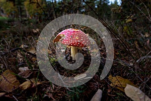 Beautiful fresh fly agaric mushroom , typical fairy tale toadstool growing in forest .Amanita muscaria , with copyspace