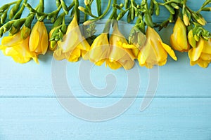 Beautiful fresh freesia flowers on color background, top view.