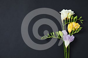 Beautiful fresh freesia flowers and space for text on black background