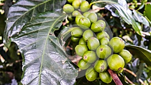 Beautiful fresh green coffee beans on tree branch