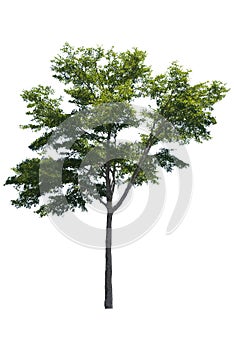 Beautiful fresh green deciduous tree isolated on pure white background for graphic.