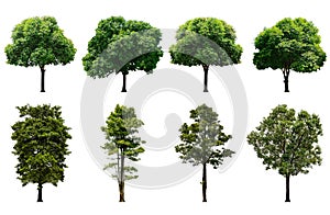 Beautiful fresh green deciduous tree isolated on pure white background for graphic, The collection of trees.