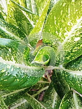 beautiful fresh green flower