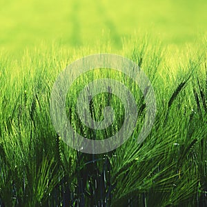 Beautiful fresh green grain on the field. Natural colorful background in summer sunny day