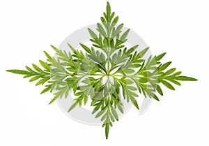 Beautiful fresh green leaf isolate on white background