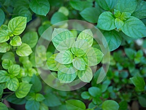 Beautiful fresh green leaves