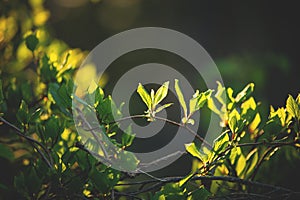 Beautiful fresh green leaves on the branch at sunset. Schisandra chinensis greenery in spring