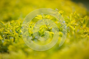 Beautiful fresh green leaves closeup