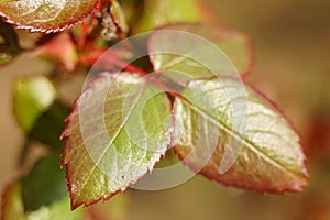 Beautiful fresh green leaves of rose flower, macro photo