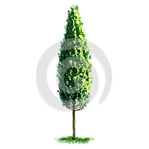 Beautiful fresh green poplar tree isolated on white background