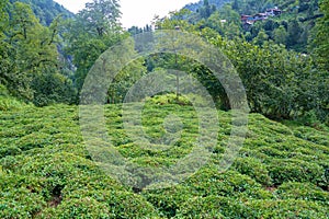 Beautiful fresh green tea plantation at Rize,Turkey