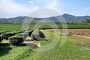 Beautiful fresh green tea plantation view with workers