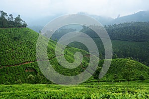 Beautiful fresh green tea plantations in Munnar highland,Kerala,India photo