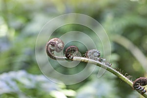 Beautiful fresh green young wild New Zealand Ferns koru bud in a spiral shape in the forest.