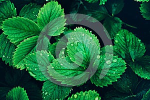 Beautiful fresh greenery strawberry leaves after rain background.