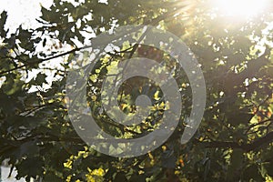 Beautiful fresh greenery tree leaves against sunlights abstract background