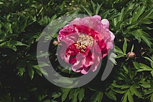 Beautiful fresh Hillary peony flower in full bloom in the garden