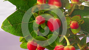 Beautiful fresh hypericum berries being plunged in transparent water. Stock footage. Red berries and green leaves in