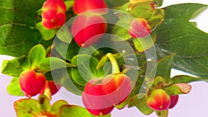 Beautiful fresh hypericum berries being plunged in transparent water. Stock footage. Red berries and green leaves in