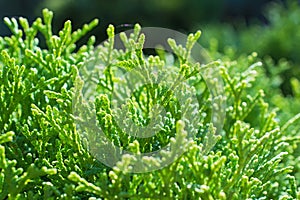 The beautiful fresh  insolated green juniper branches