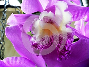 Beautiful and fresh intense Violet Orchid photo