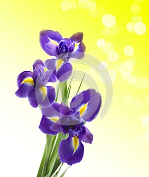 Beautiful fresh iris