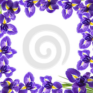 Beautiful fresh iris flowers