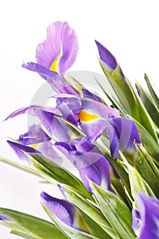 Beautiful fresh iris flowers