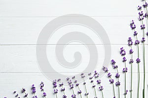 Beautiful fresh lavender flowers on white background, flat lay. Space for text