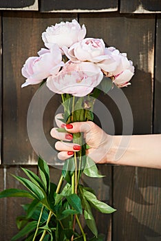 Beautiful fresh light pink peonies hold by female with red manicure