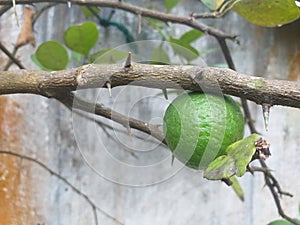 beautiful and fresh lime fruit plant
