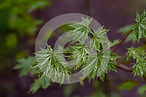 Beautiful fresh maple tree growing in the forest