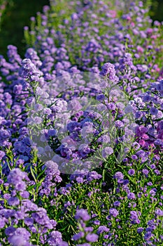 Beautiful and fresh margaret flowers blue tone Flower bouquet In the middle of the purple flower field, beautiful, vertical image