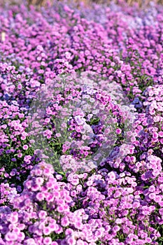 Beautiful and fresh margaret flowers Flower bouquet In the middle of the purple flower field, beautiful, vertical image