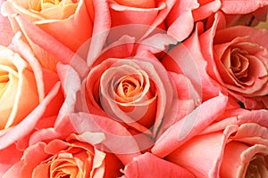 Beautiful fresh orange roses as background