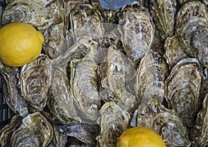 Beautiful fresh oysters with lemon top view