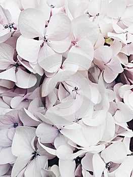 Beautiful fresh pastel colored hydrangea flower in bloom, close up