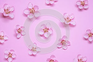 Beautiful fresh peach flower pattern on pink background.  Symbol of life beginning and the awakening of nature