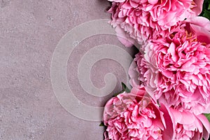 beautiful fresh peonies on wooden surface. Floral frame with pink peonies on grey background